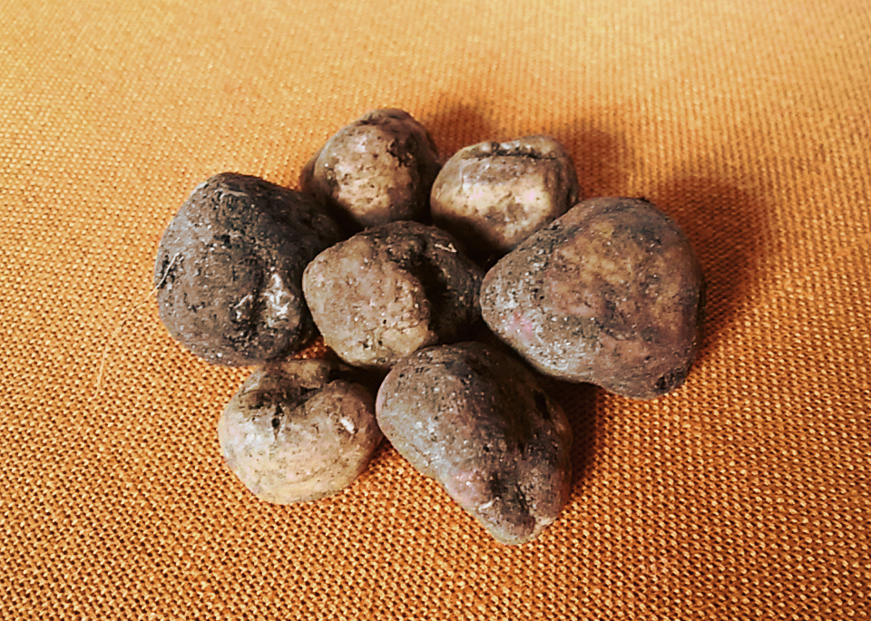 Sagra della filiera del Tartufo Marzuolo a Lucignano