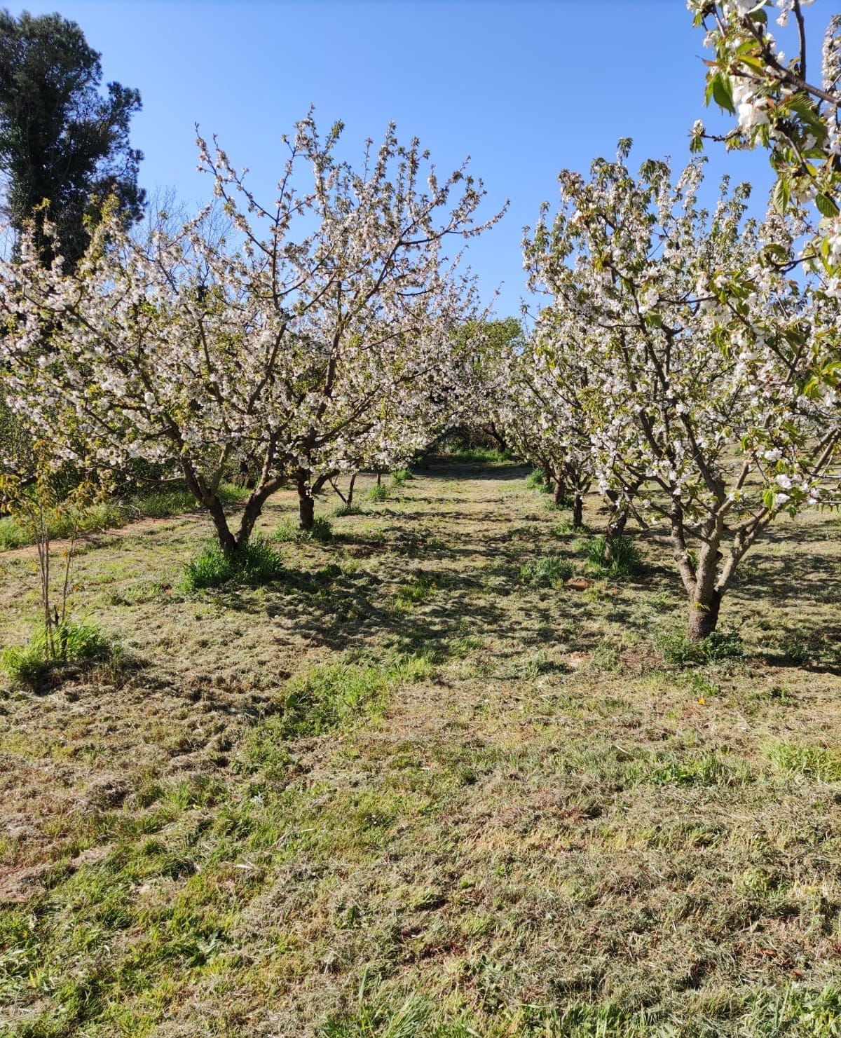 Profumi di Lari